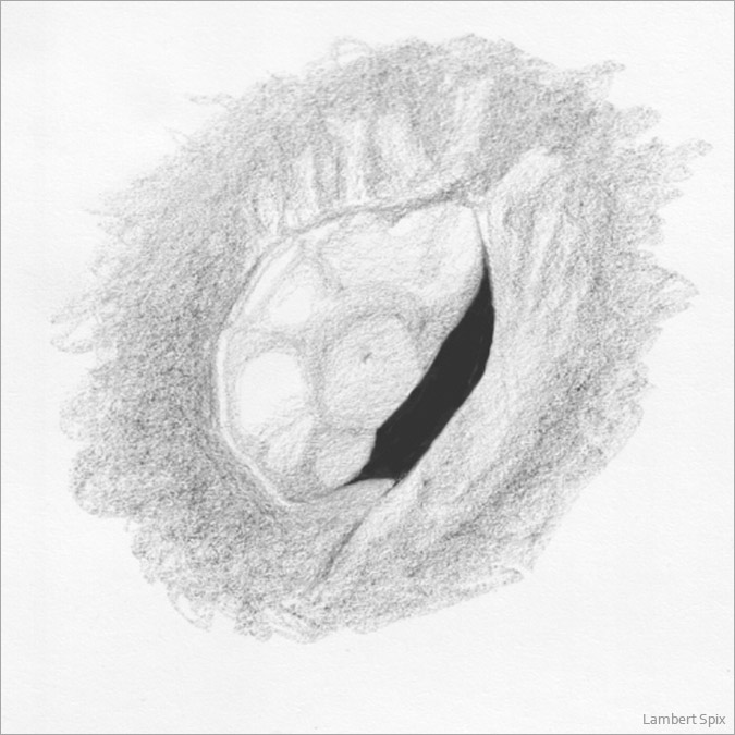 aristarchus-mond-spix-zeichnung-03